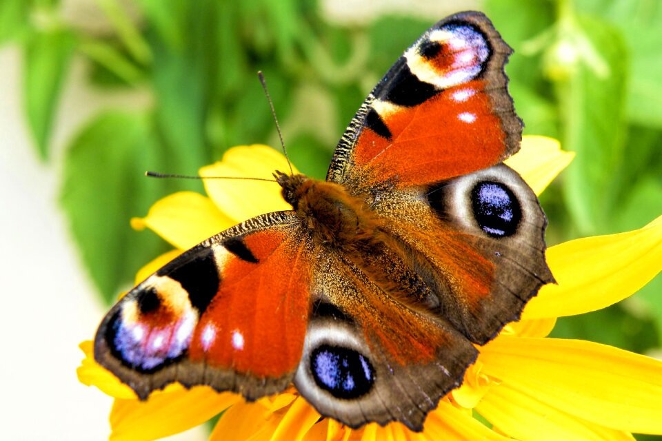 Insect wing colorful