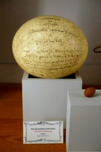 Ostrich egg with writing - Museu da Ciência da Universidade de Coimbra - University of Coimbra - Coimbra, Portugal - DSC09306