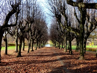 Ostromecko park aleja 4 10-2013
