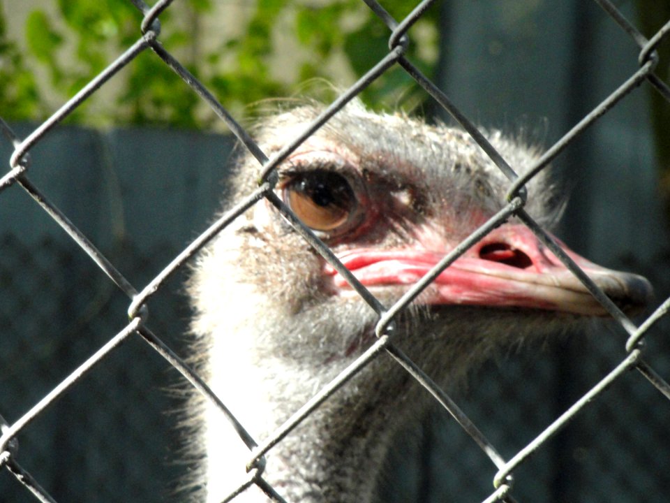 Ostrich - Guam Zoological, Botanical and Marine Garden - DSC01072