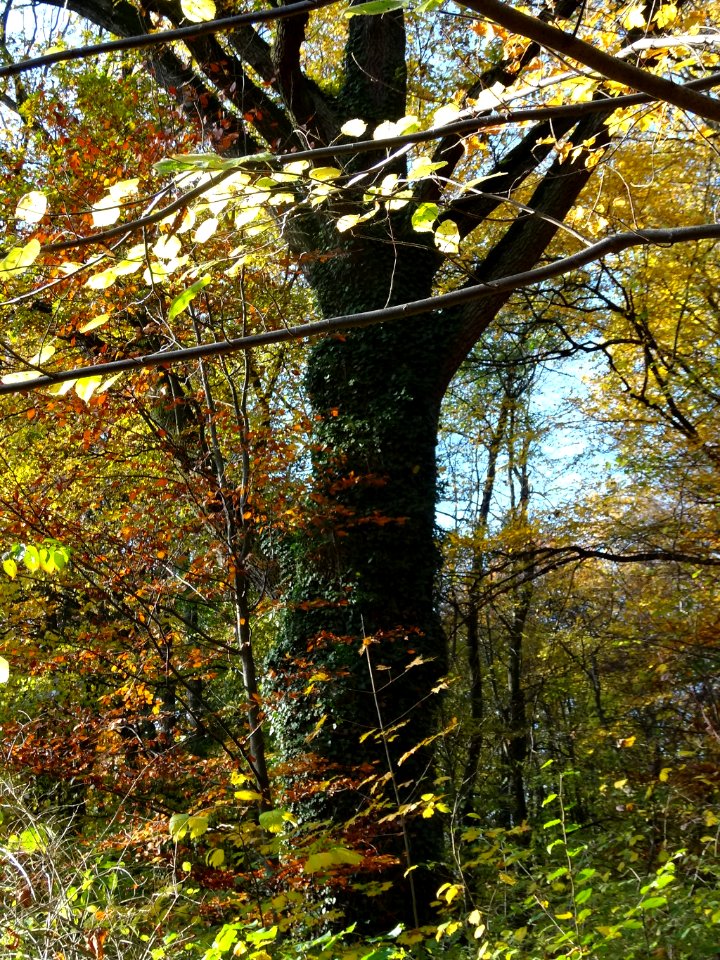 Ostromecko park 29 10-2013