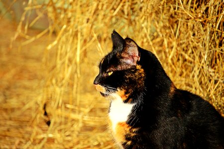 Domestic cat pet mieze