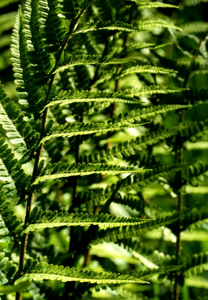 Ostrich fern at Myrstigen trail 2
