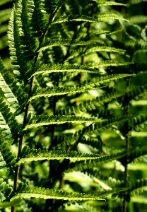 Ostrich fern at Myrstigen trail 2