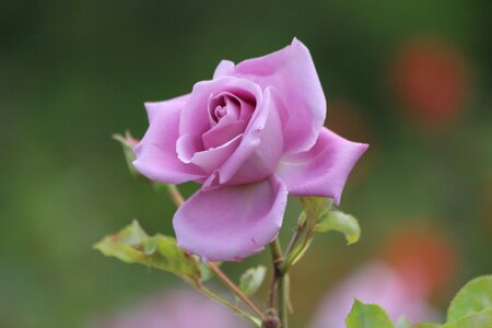 Your efforts spring rose garden