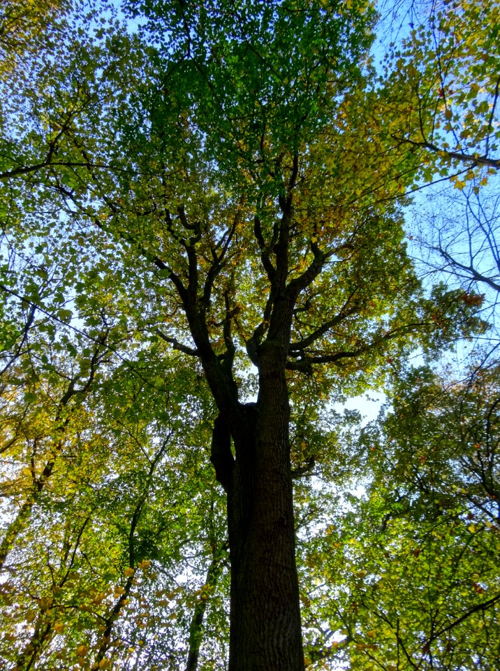 Ostromecko park 14 10-2013