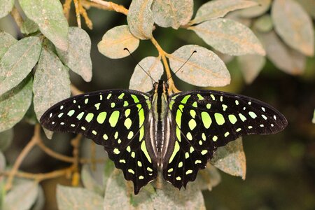 Tropical graphium agamemnon exotic photo