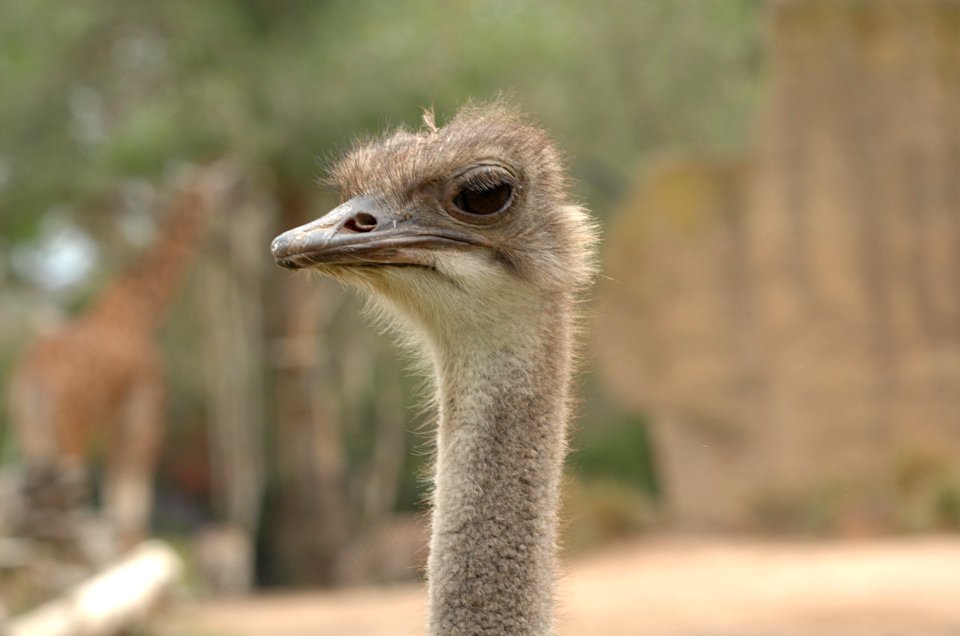 Ostrich-Melbourne-Zoo-20070224-047