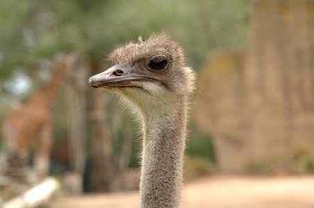 Ostrich-Melbourne-Zoo-20070224-047