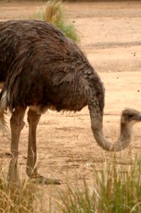 Ostrich-Melbourne-Zoo-20070224-040 photo
