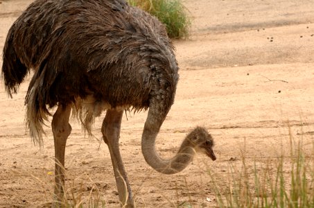 Ostrich-Melbourne-Zoo-20070224-039 photo