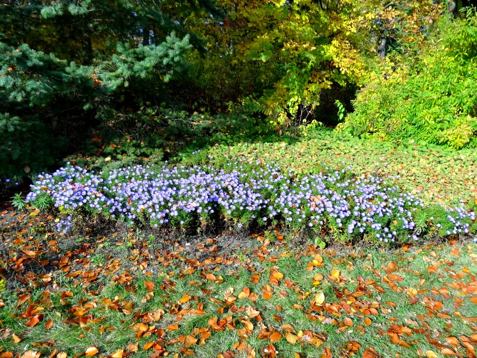 Ostromecko park 8 10-2013