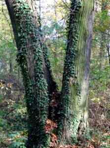 Ostromecko park 16 10-2013