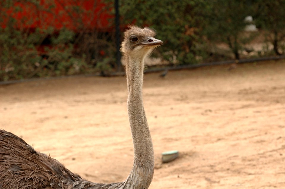 Ostrich-Melbourne-Zoo-20070224-041