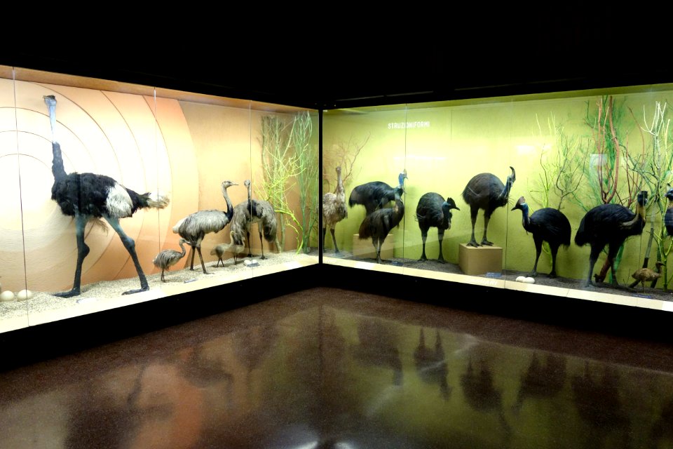 Ostriches etc. - Museo Civico di Storia Naturale Giacomo Doria - Genoa, Italy - DSC03131