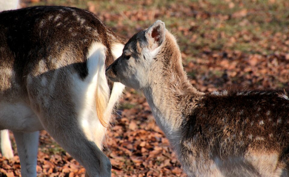 Young animal pasture follow mother