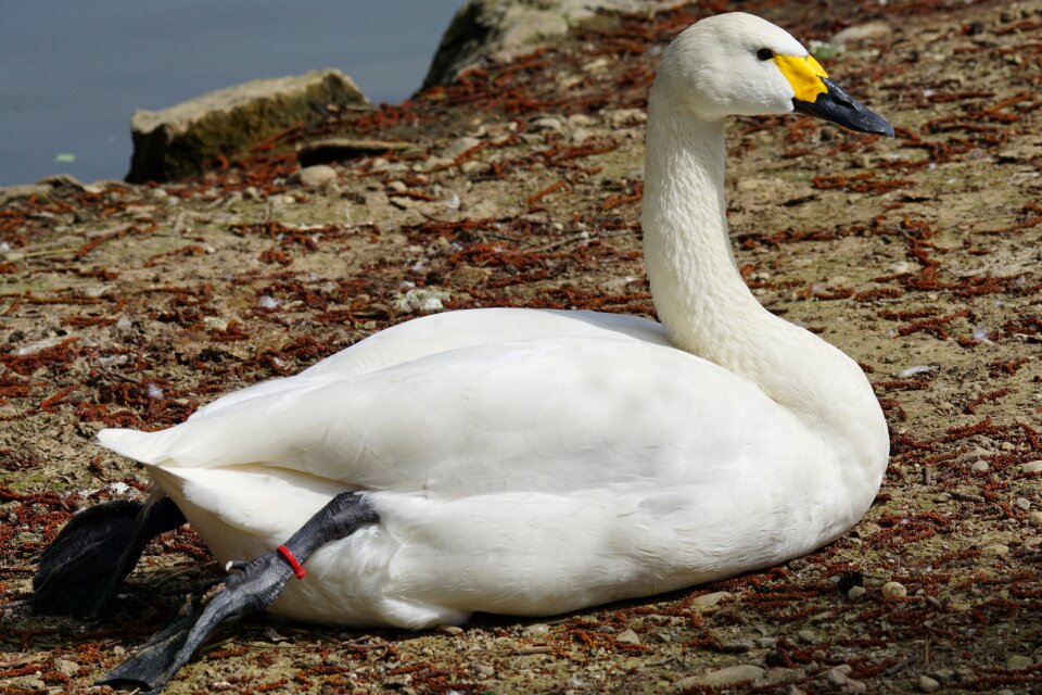 Duck bird water bird poultry