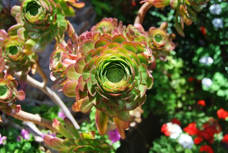 Botany spring succulent