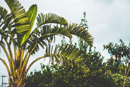 Nature outdoor plants