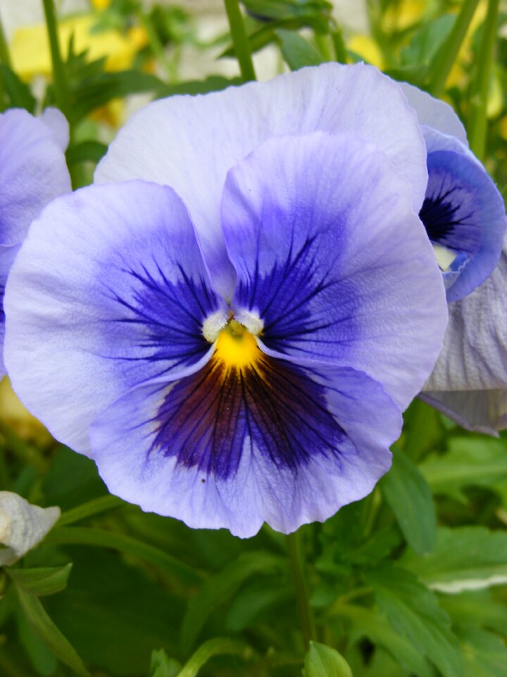 Viola garden nature