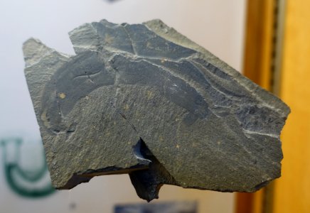 Ottoia, Burgess Shale - Redpath Museum - McGill University - Montreal, Canada - DSC07940