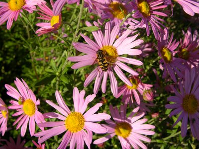 Aster flower nectar photo