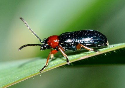 Oulema-melanopus-03-fws