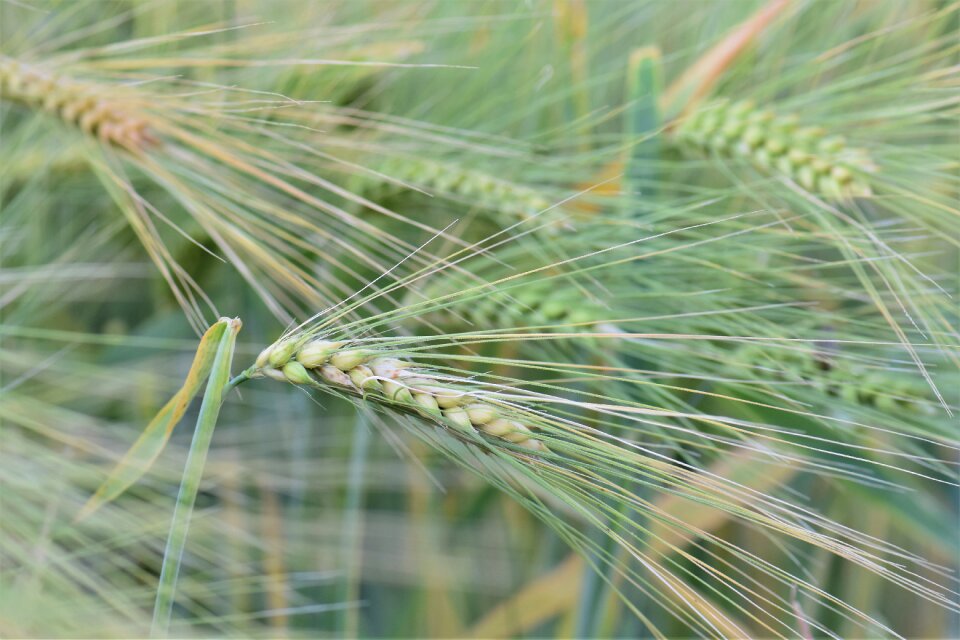 Field arable agriculture