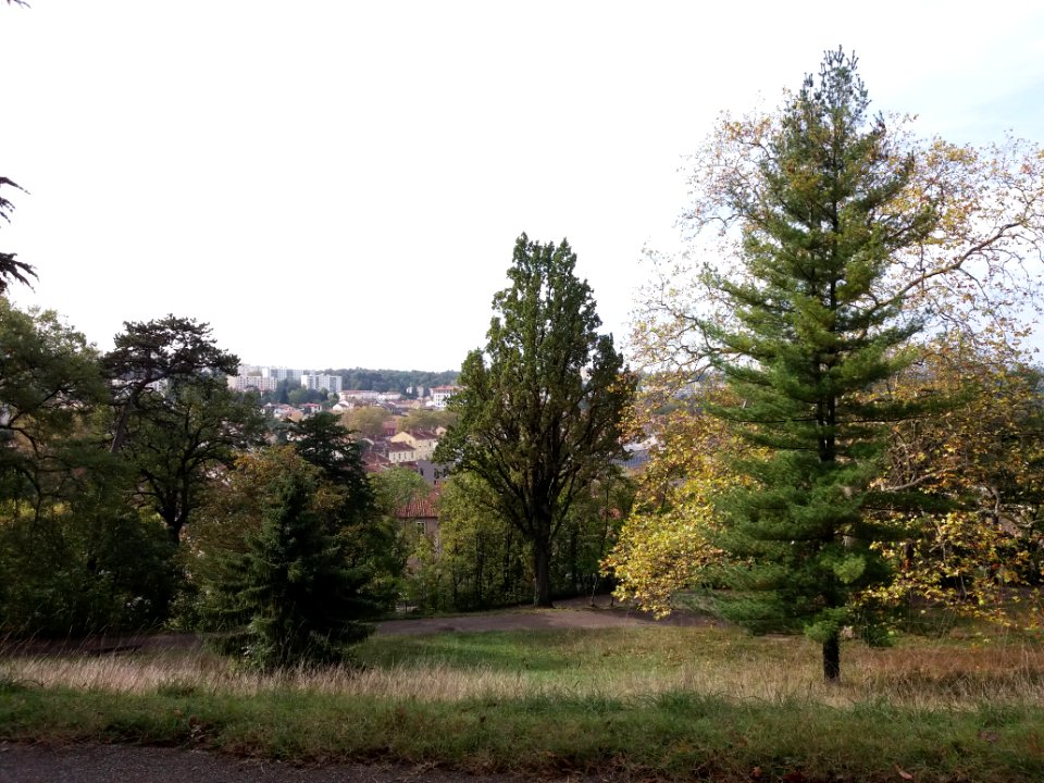 Oullins - Parc Chabrières-Arlès, arbres et allées (1)