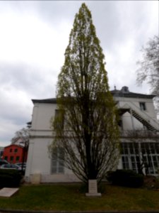 Oullins - Parc Chabrières-Arlès - Arbre de la liberté