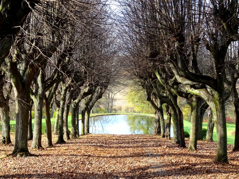 Ostromecko park aleja 5 10-2013