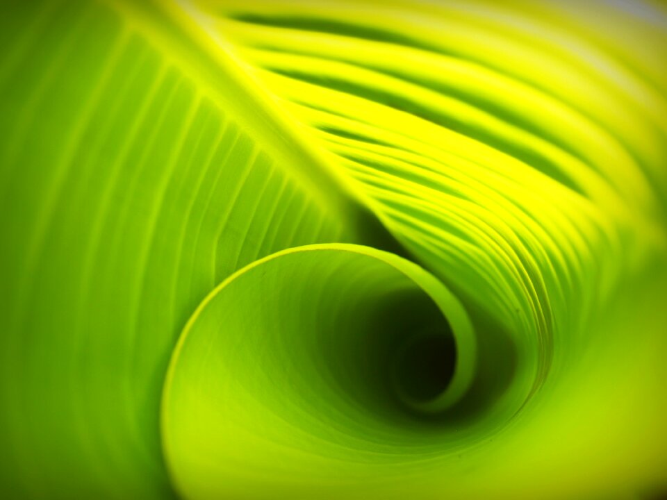 Foliage photosynthesis natural