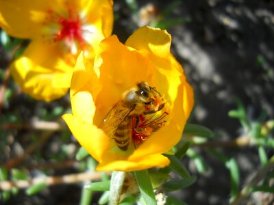 Nature insecta garden
