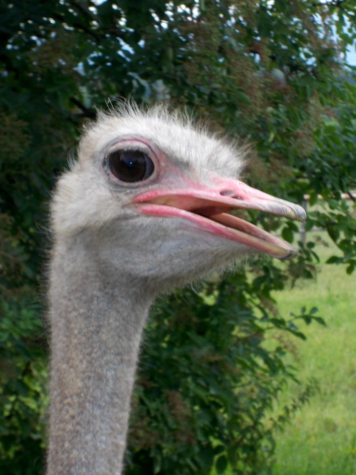 Ostrich Farm 08