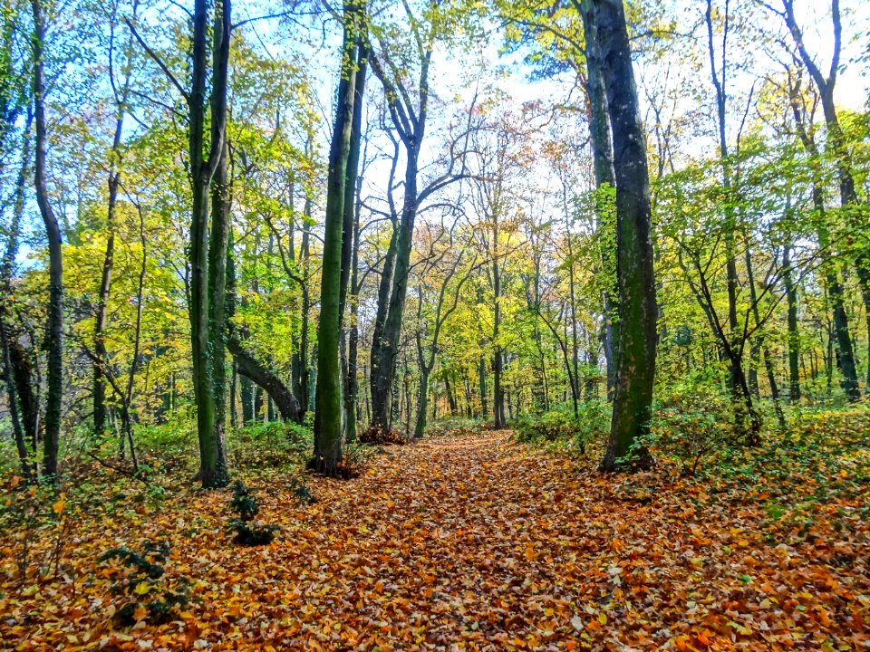 Ostromecko park 18 10-2013