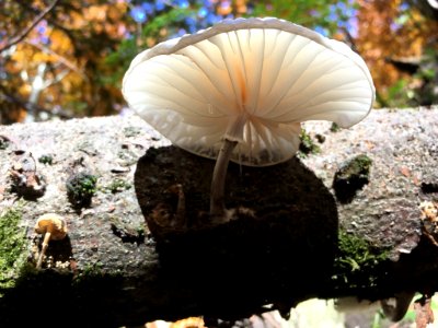 Oudemansiella mucida 54182407