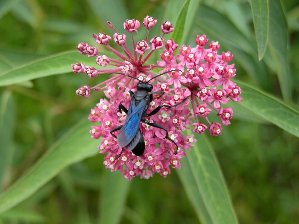 Blue-winged mud dauber red milkweed flower flower