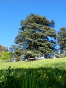 Oullins - Parc Chabrières-Arlès - Arbre