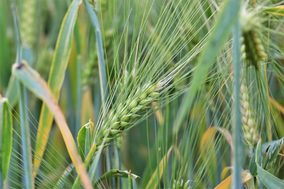 Field arable agriculture