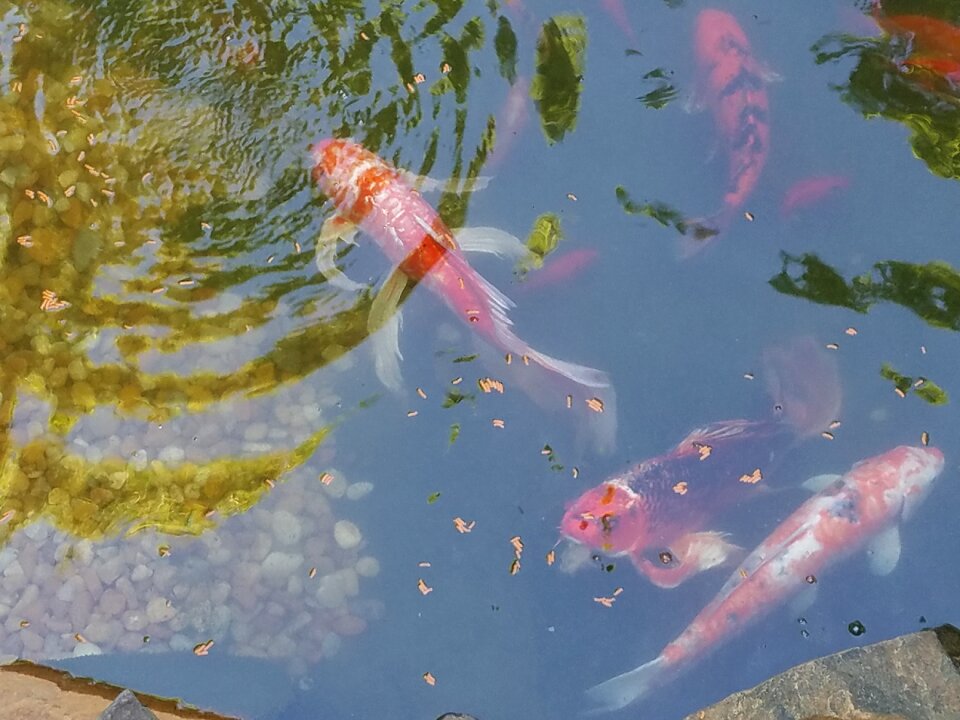 Summer water goldfish