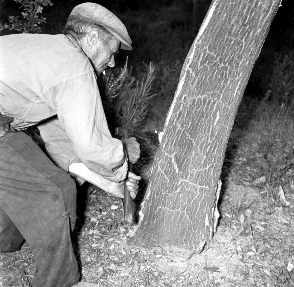 Oudere man schilt de schors van een kurkeik, Bestanddeelnr 254-0666