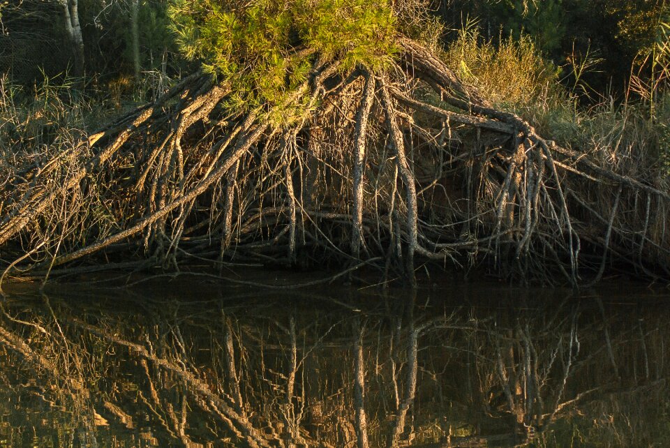 Reflections river marsh