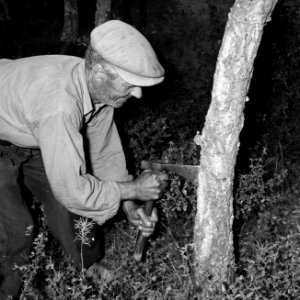 Oudere man schilt de schors van een kurkeik, Bestanddeelnr 254-0669