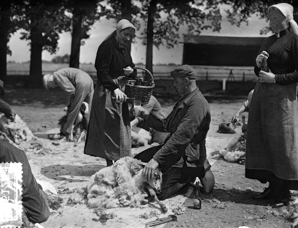 Oude gebruiken bij schaapscheren Ede hersteld, Bestanddeelnr 906-5128