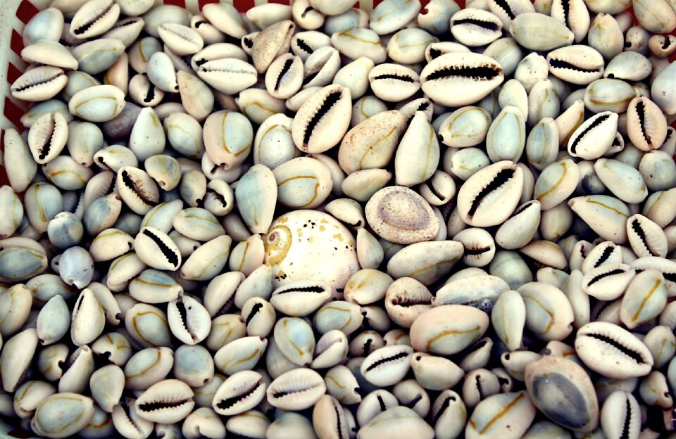 Beach india shells