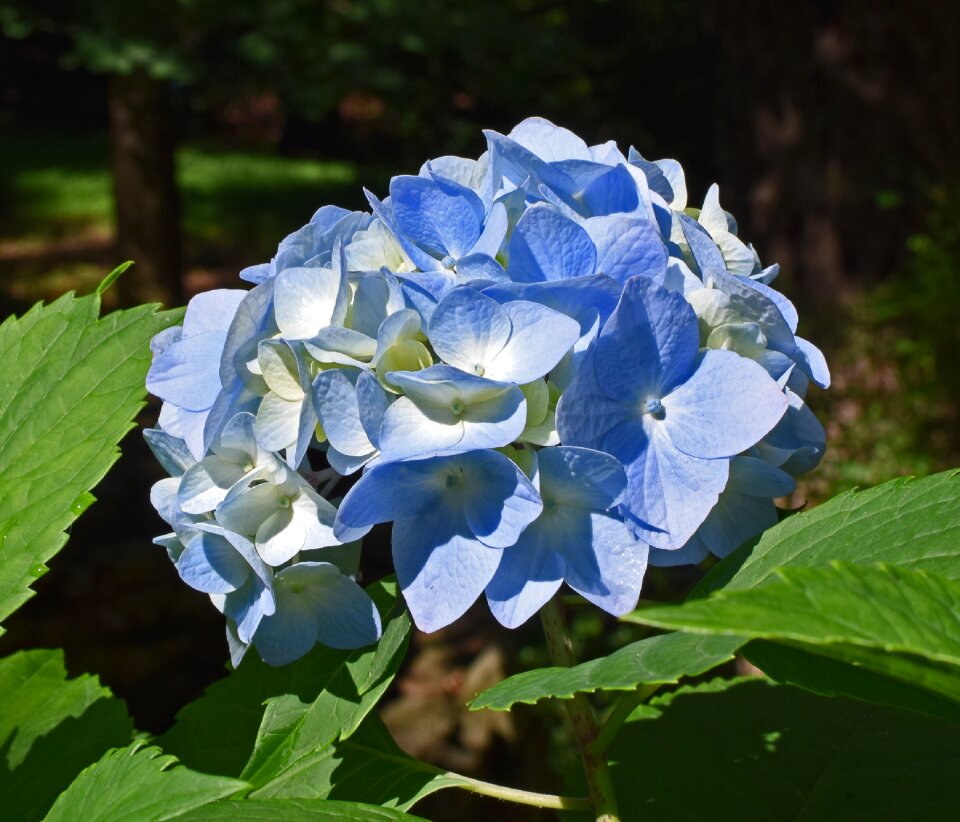 Flower bloom plant