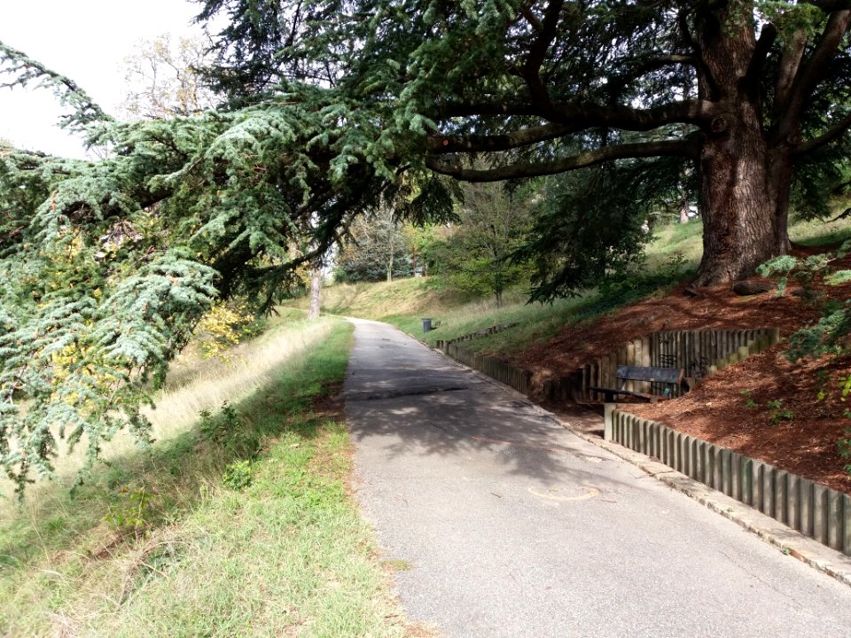 Oullins - Parc Chabrières-Arlès, arbres et allées (2)