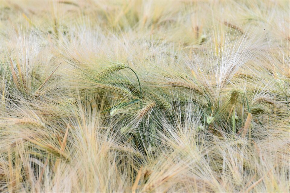 Field arable agriculture