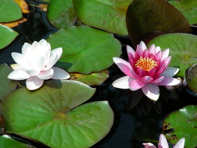 Water lily pond nature