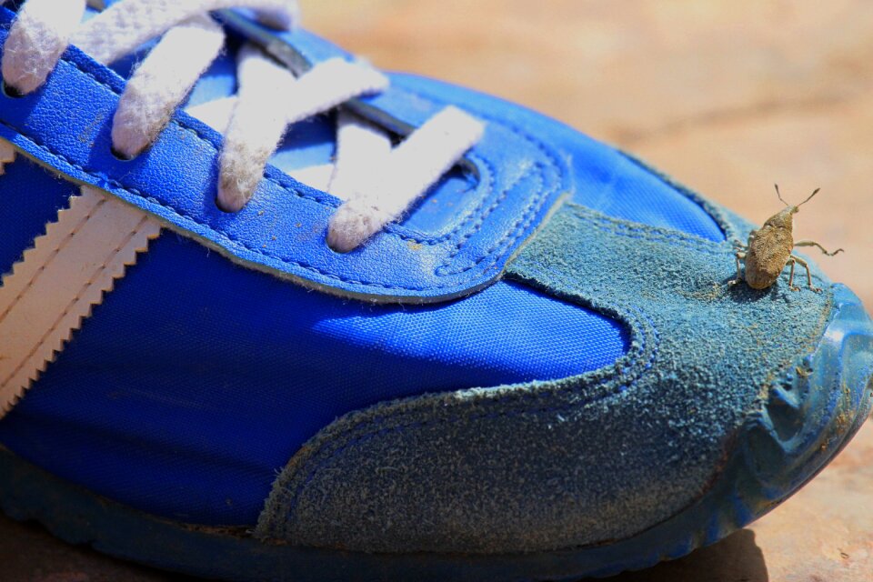 Adidas macro beetle